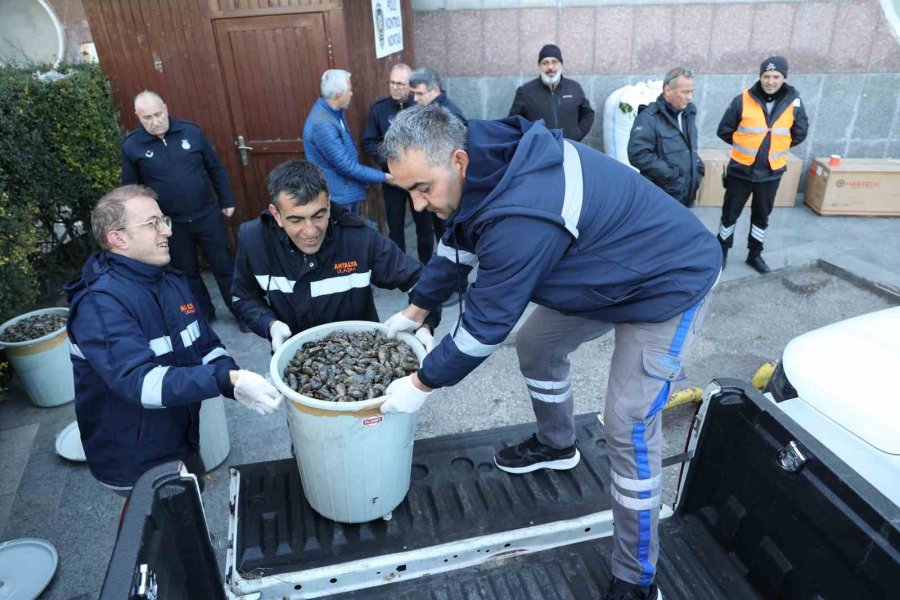 Antalya Otobüs Terminali’nde 300 Kilogram Midyeye El Konuldu