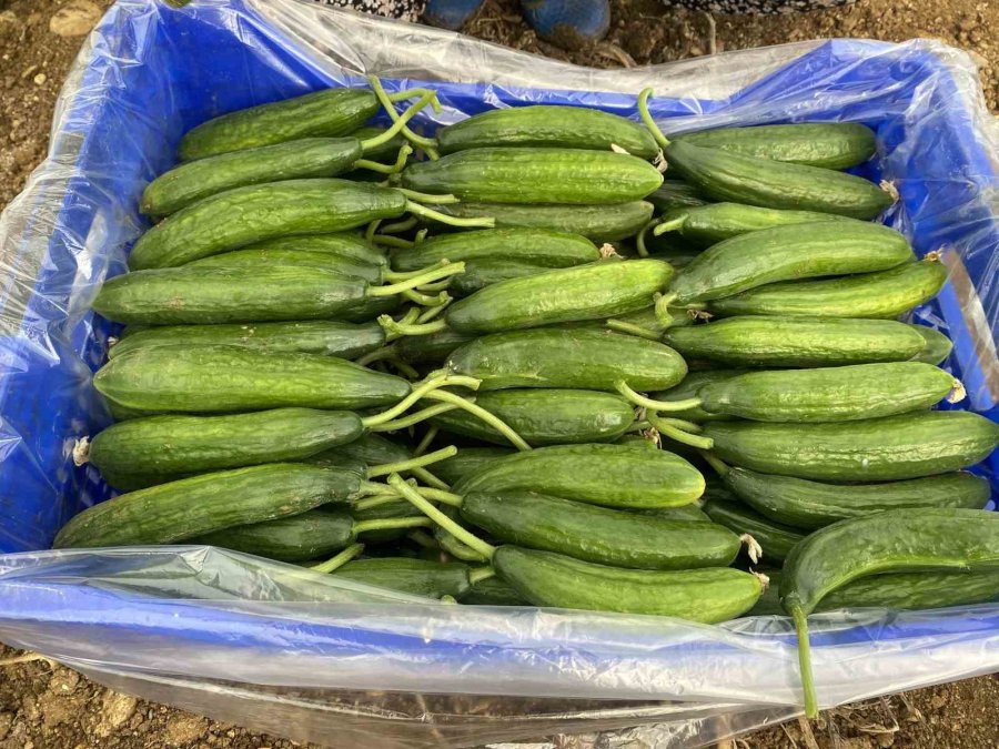 Kadın Üreticilerin Meşakkatli Zirai Don Nöbeti