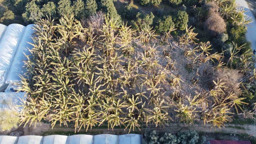 Zirai Don Çiçek Açmış Ağaçlara Yüzde 100, Seralaraki Ürüne Yüzde 30 Zarar Verdi