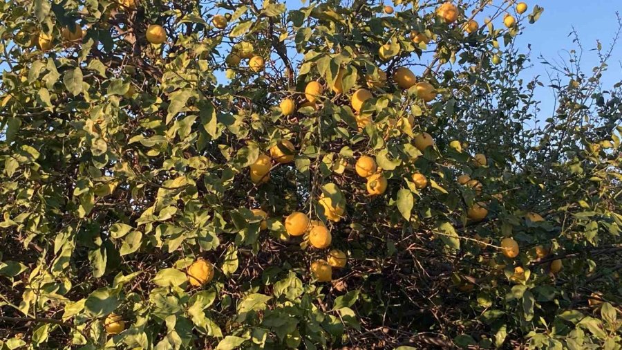 Zirai Don Çiçek Açmış Ağaçlara Yüzde 100, Seralaraki Ürüne Yüzde 30 Zarar Verdi