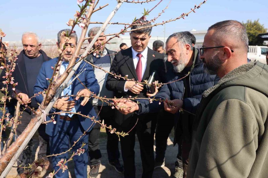 Başkan Vekili Şener, Dondan Zarar Gören Tarım Arazilerinde İncelemelerde Bulundu