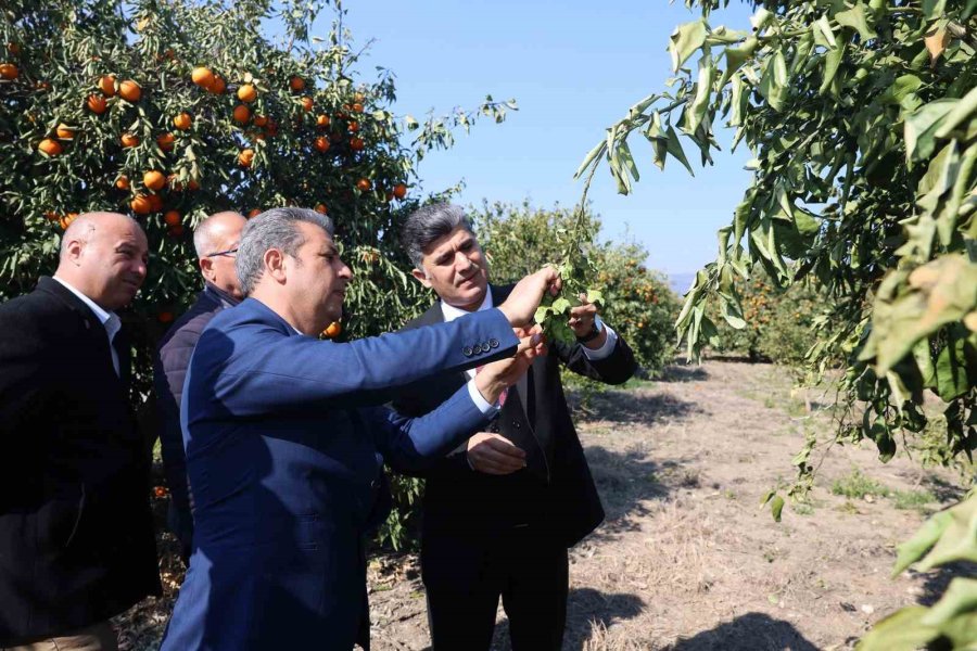 Başkan Vekili Şener, Dondan Zarar Gören Tarım Arazilerinde İncelemelerde Bulundu