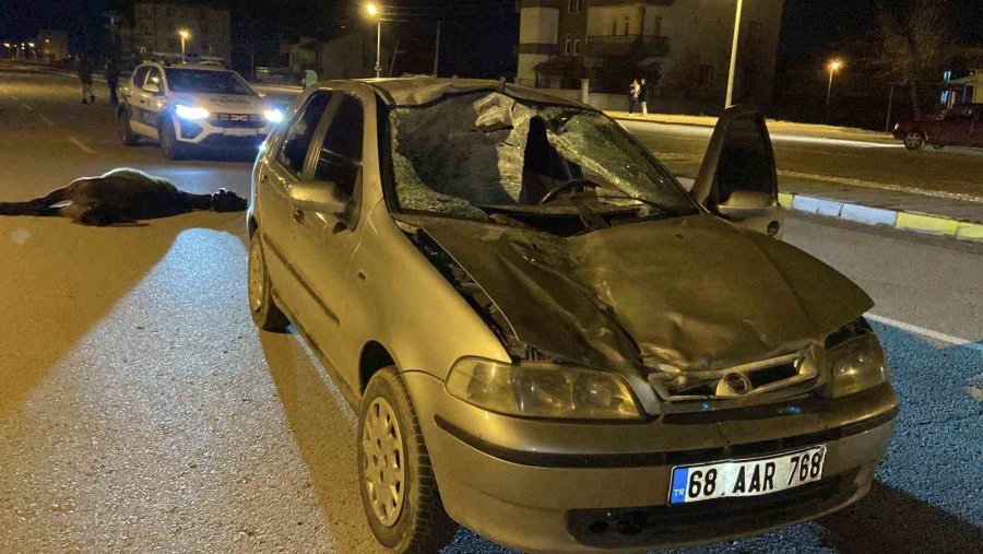 Otomobil Başıboş Ata Çarptı: Sürücü Yaralandı, At Telef Oldu