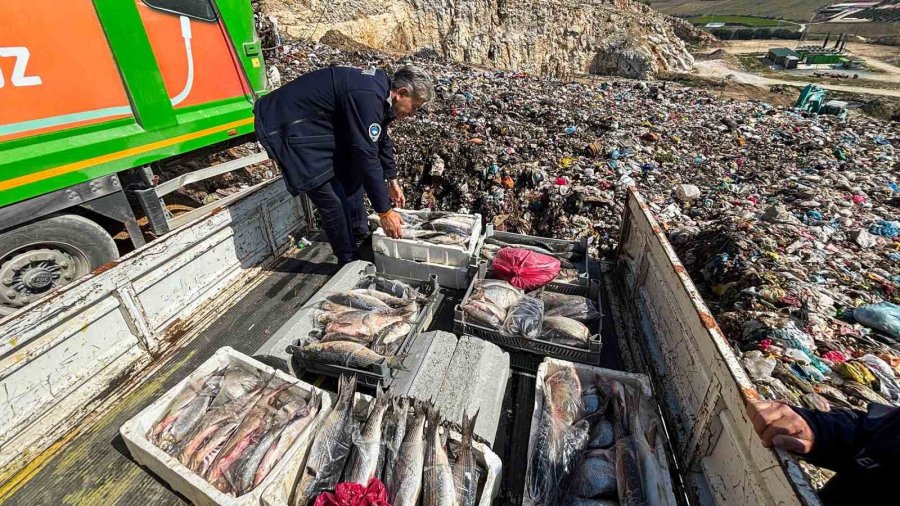 Tarsus’ta Sağlıksız Şartlarda Ele Geçirilen 750 Kilo Balık İmha Edildi