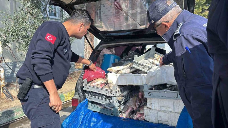 Tarsus’ta Sağlıksız Şartlarda Ele Geçirilen 750 Kilo Balık İmha Edildi