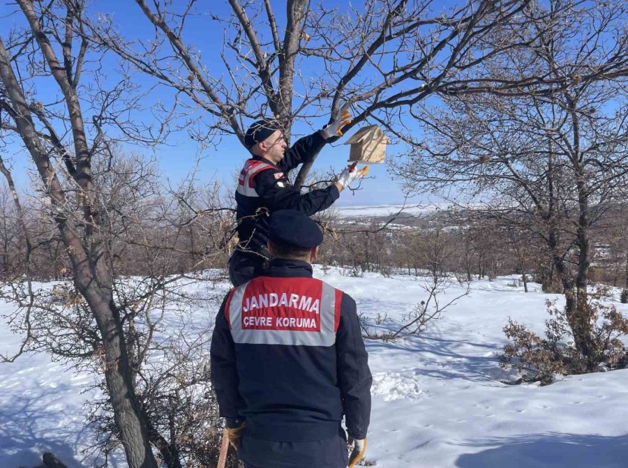 Jandarma Yaban Kuşlarına Yuva Yapıp Yemle Birlikte Ağaçlara Astı