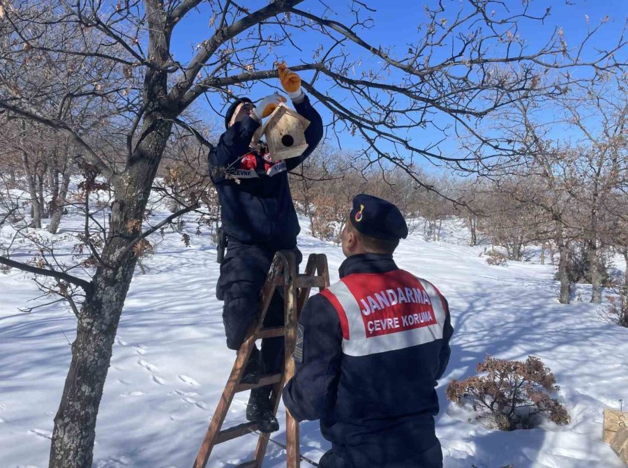 Jandarma Yaban Kuşlarına Yuva Yapıp Yemle Birlikte Ağaçlara Astı