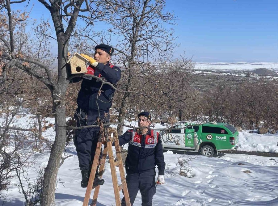 Jandarma Yaban Kuşlarına Yuva Yapıp Yemle Birlikte Ağaçlara Astı