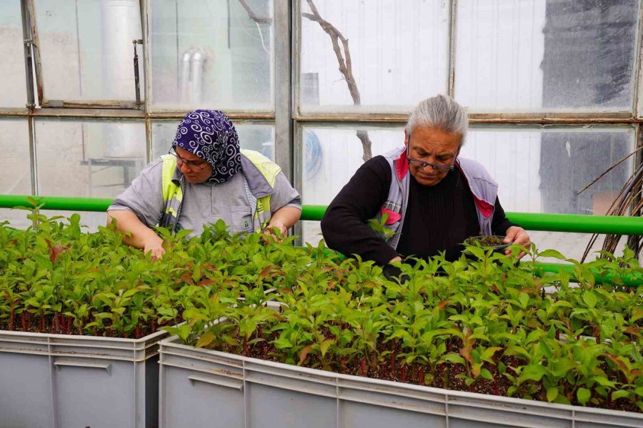 Rengarenk Tepebaşı İçin Çiçeklerin Üretimi Sürüyor