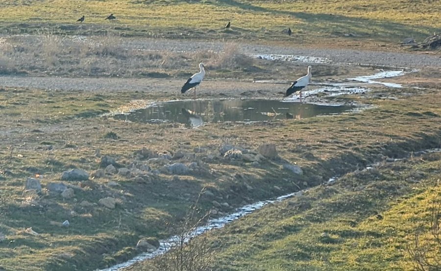 Beyşehir’e Baharı Müjdeleyerek Gelmeye Başladılar