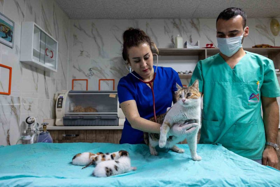 Camiye Sığınan Kedi Ve Yavruları Koruma Altına Alındı