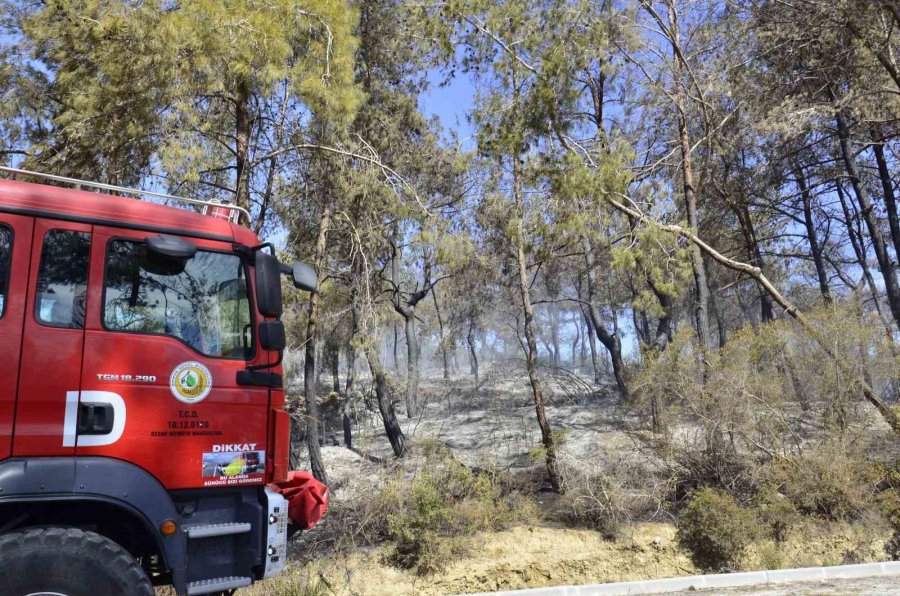 Mersin’de Orman Yangını: 1,5 Hektar Alan Zarar Gördü