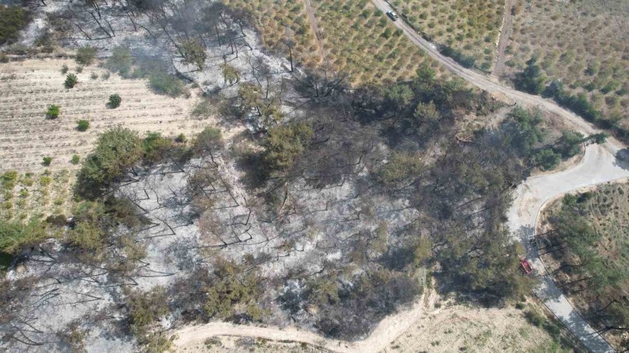 Mersin’de Orman Yangını: 1,5 Hektar Alan Zarar Gördü