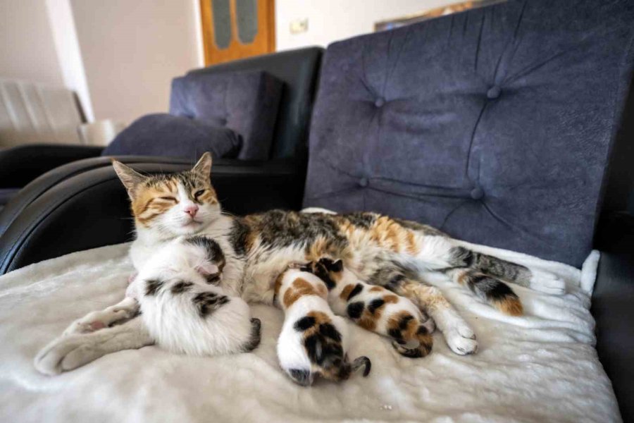 Camiye Sığınan Kedi Ve Yavruları Yeni Yuvasına Kavuştu