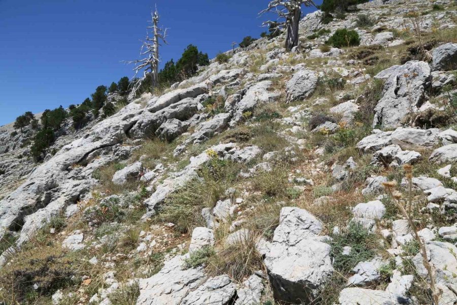 Antalya’da Dünya Literatürüne Yeni Bir Bitki Kazandırıldı