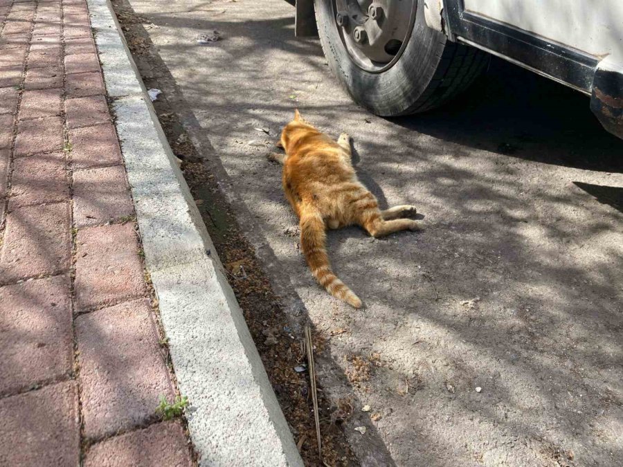 Serik’te Çok Sayıda Ölü Kedi Bulundu