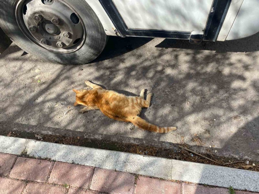 Serik’te Çok Sayıda Ölü Kedi Bulundu