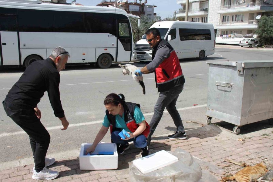 Serik’te Çok Sayıda Ölü Kedi Bulundu