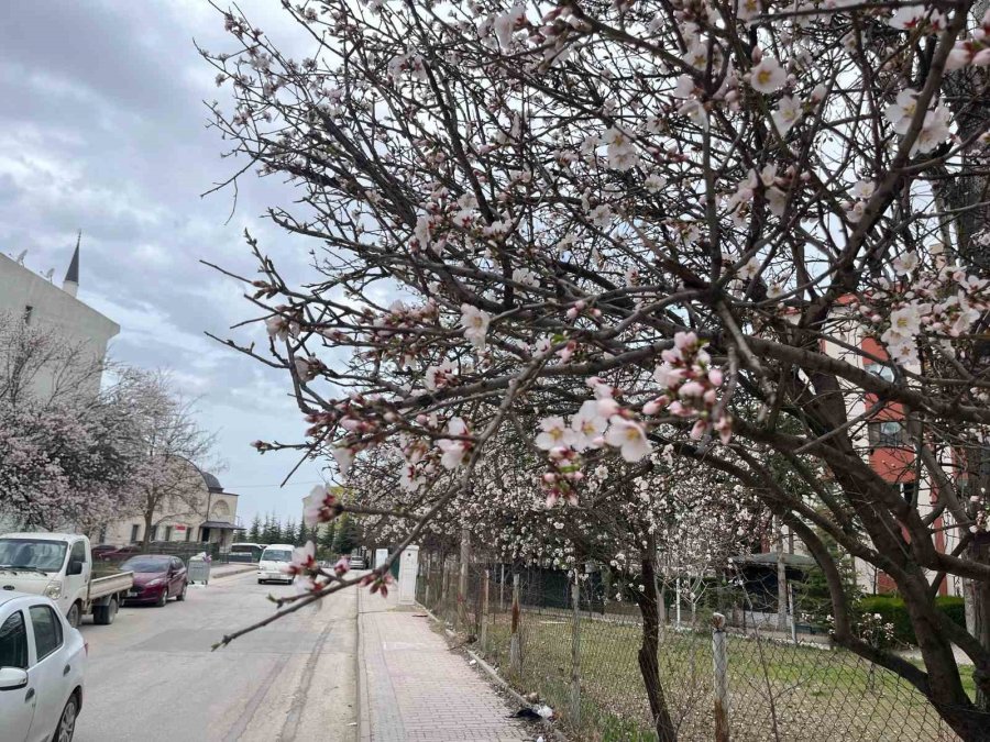 Meyve Ağaçlarının Çiçek Açması Görsel Şölen Oluşturdu