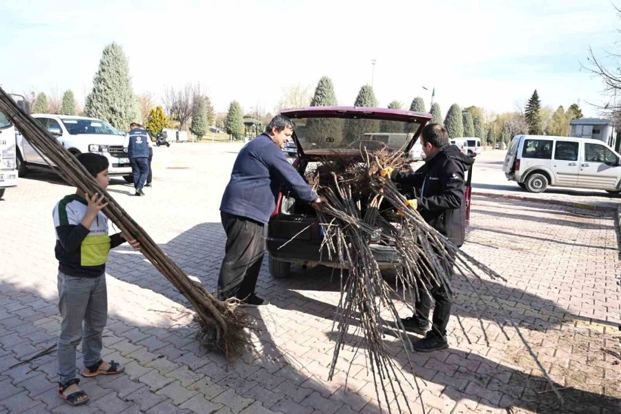 Konya Büyükşehir Tarımsal Kalkınma İçin Bu Sezon 72 Bin Meyve Fidanı Dağıtıyor