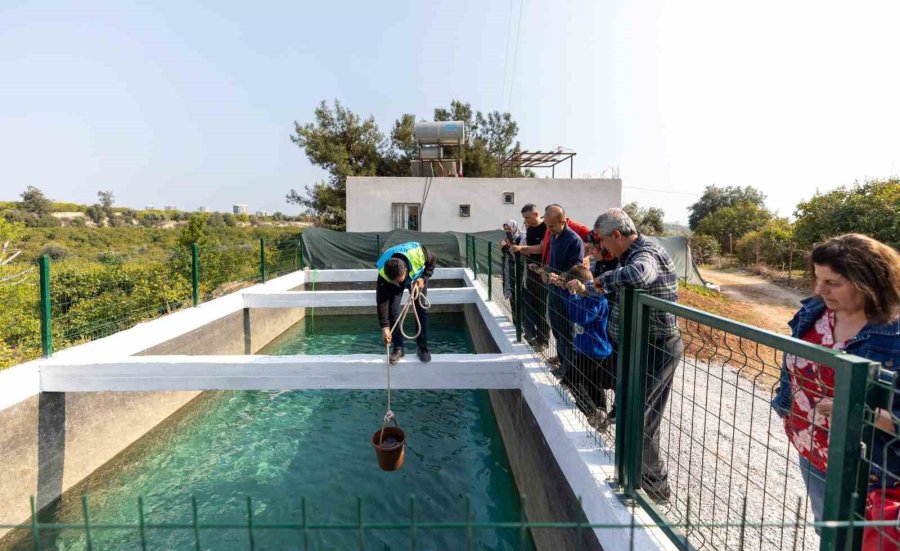 Mersin’de Kadınlar Haşere Mücadelesi İçin Lepistes Balığı Yetiştirecek