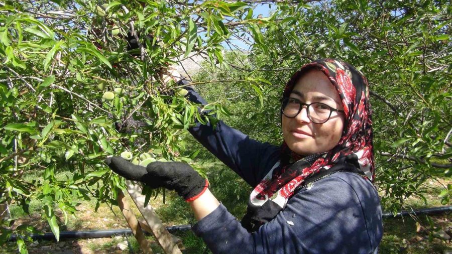 Mersin’de Yüzde Elli Rekolte Düşüşü Yaşanan Badem Çağlası Dubai’ye İhraç Ediliyor