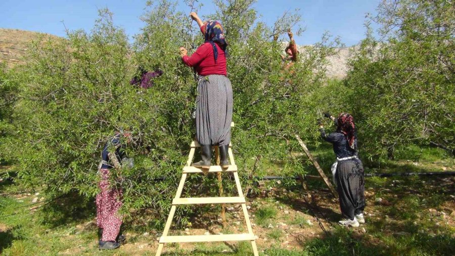 Mersin’de Yüzde Elli Rekolte Düşüşü Yaşanan Badem Çağlası Dubai’ye İhraç Ediliyor