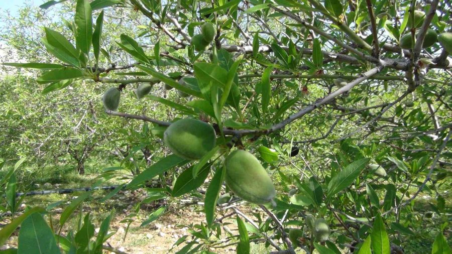 Mersin’de Yüzde Elli Rekolte Düşüşü Yaşanan Badem Çağlası Dubai’ye İhraç Ediliyor