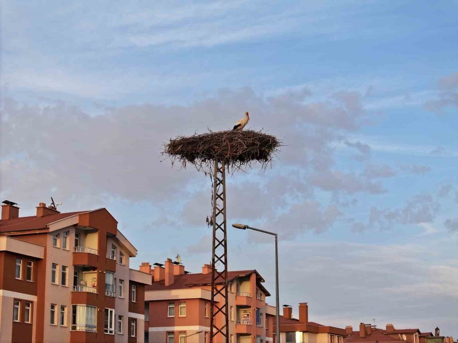 Konya’nın Yaren Leylekleri Geldi