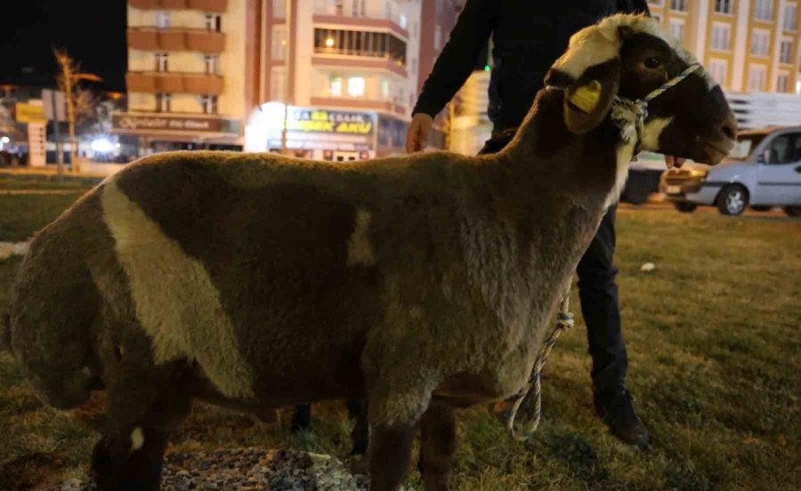 Kamyonetten Yola Düşen "mor Karaman" Irkı Koyunlar Kaderine Terk Edildi