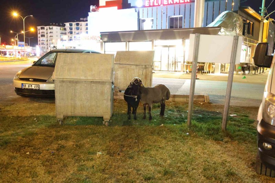 Kamyonetten Yola Düşen "mor Karaman" Irkı Koyunlar Kaderine Terk Edildi