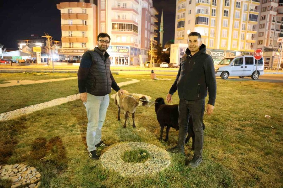 Kamyonetten Yola Düşen "mor Karaman" Irkı Koyunlar Kaderine Terk Edildi