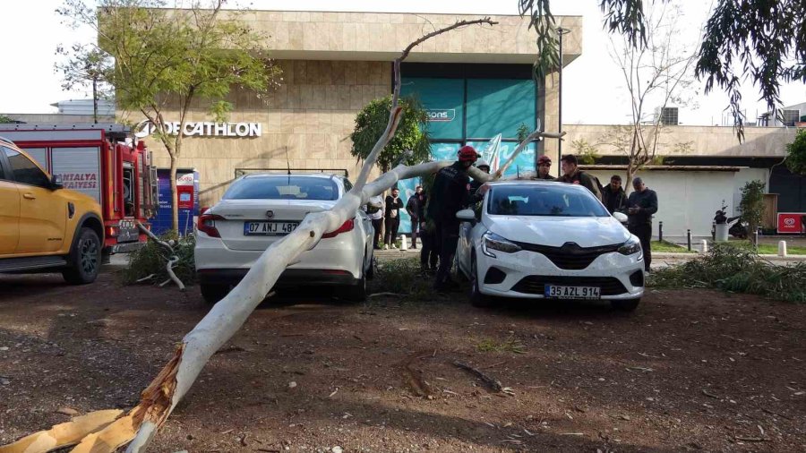 Rüzgar Nedeniyle Devrilen Ağaç İki Otomobile Zarar Verdi