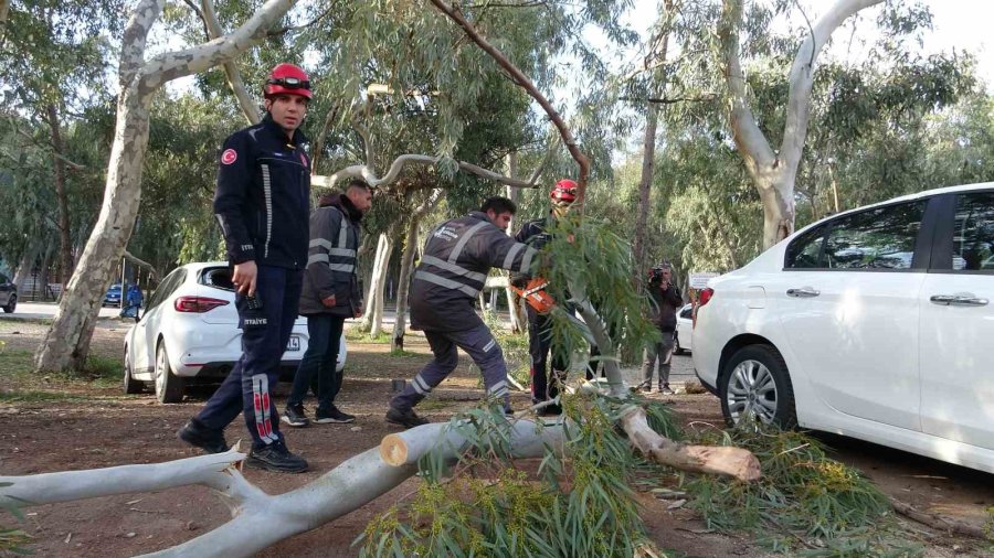 Rüzgar Nedeniyle Devrilen Ağaç İki Otomobile Zarar Verdi