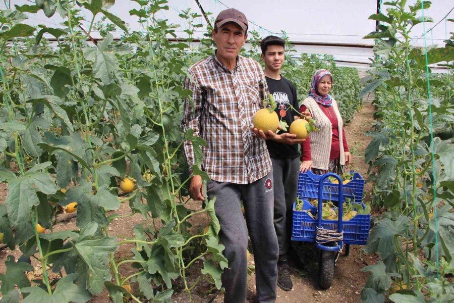 "bu Mevsimde Olmaz" Dediler, 2 Ton Hasat Yapıp Kilosunu 200 Tl’den Sattı