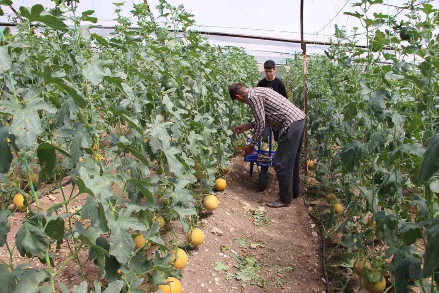 "bu Mevsimde Olmaz" Dediler, 2 Ton Hasat Yapıp Kilosunu 200 Tl’den Sattı