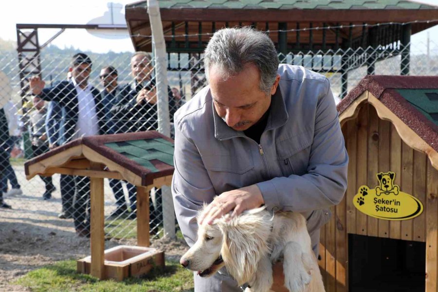 Türkiye’ye Örnek ‘pati Evi’ Talas’ta